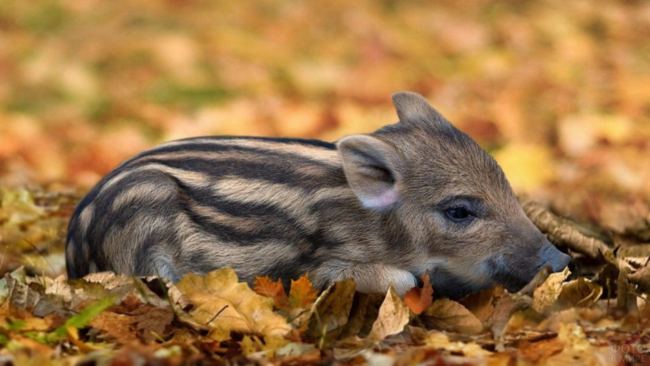 Звери в лесу