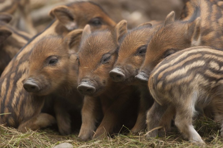 Кабан с кабанятами