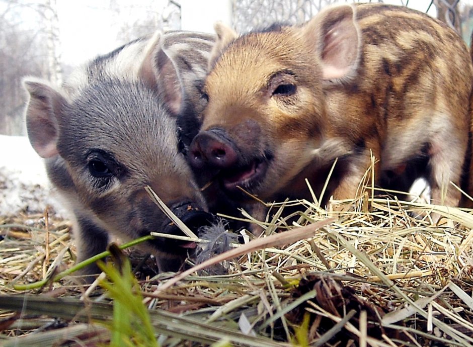 Кабан с кабанятами