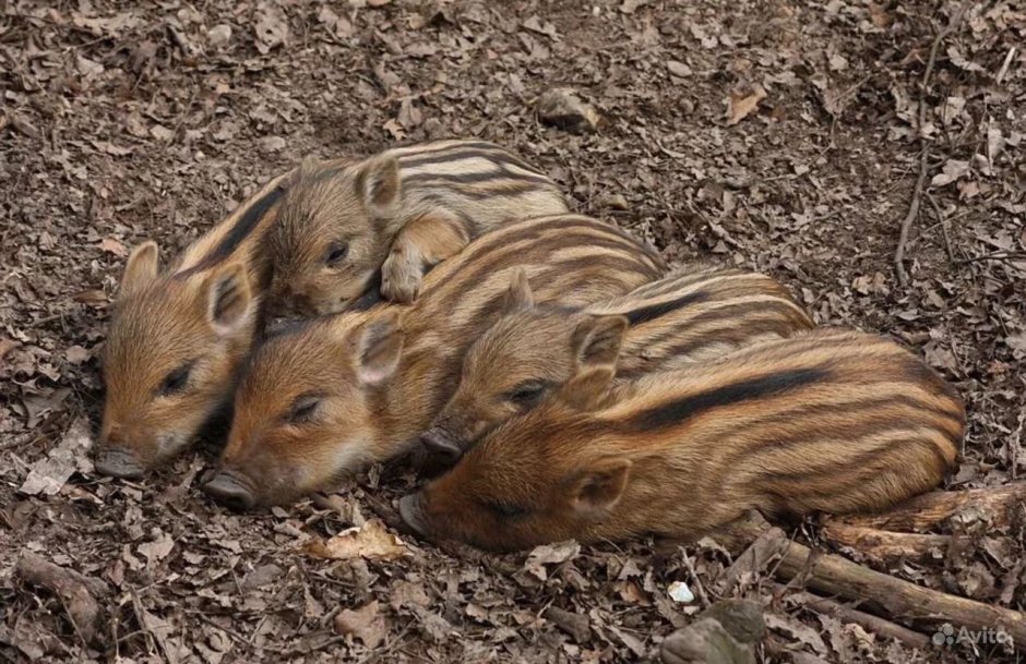 Кабан кабаниха и кабаненок