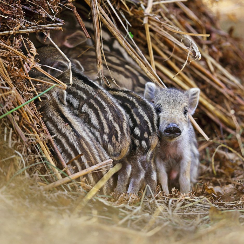 Кабаниха с кабанятами