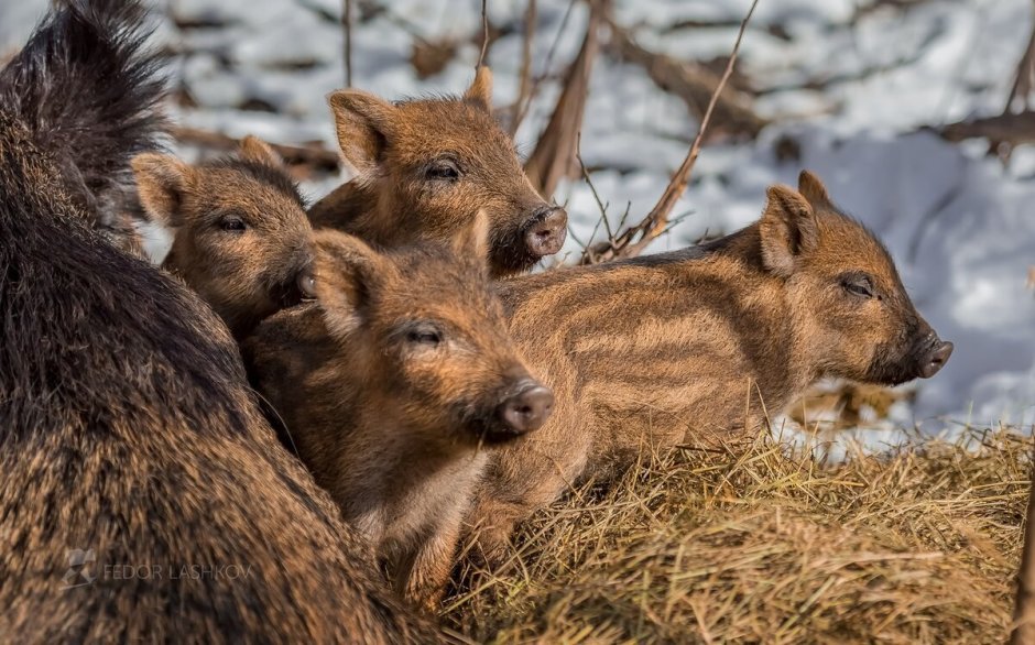 Дикие кабанята