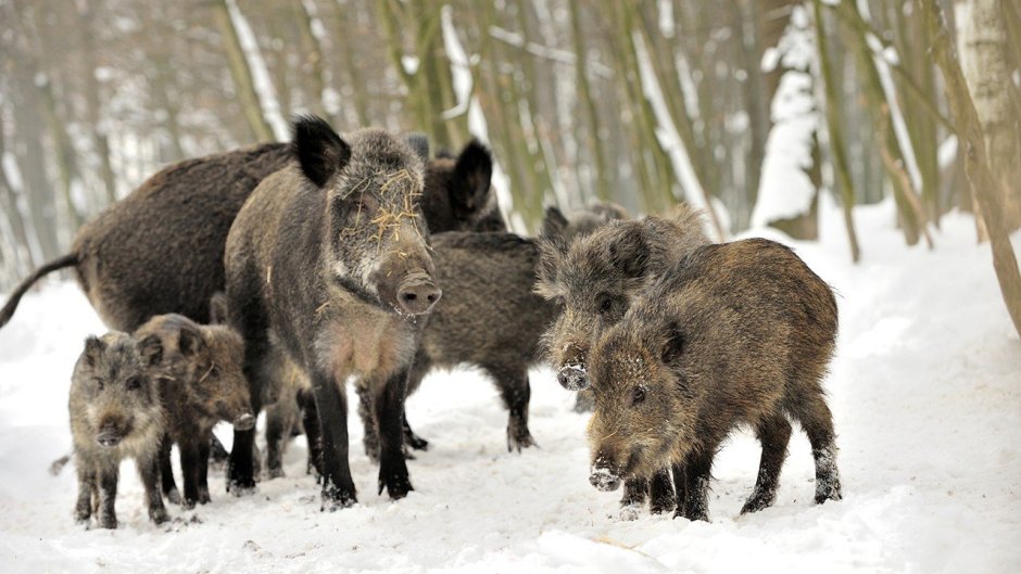 Литвиново кабанята