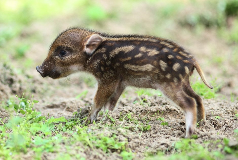 Дикий кабан с кабанятами