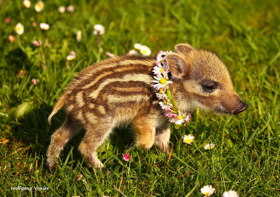 Кабан с кабанятами