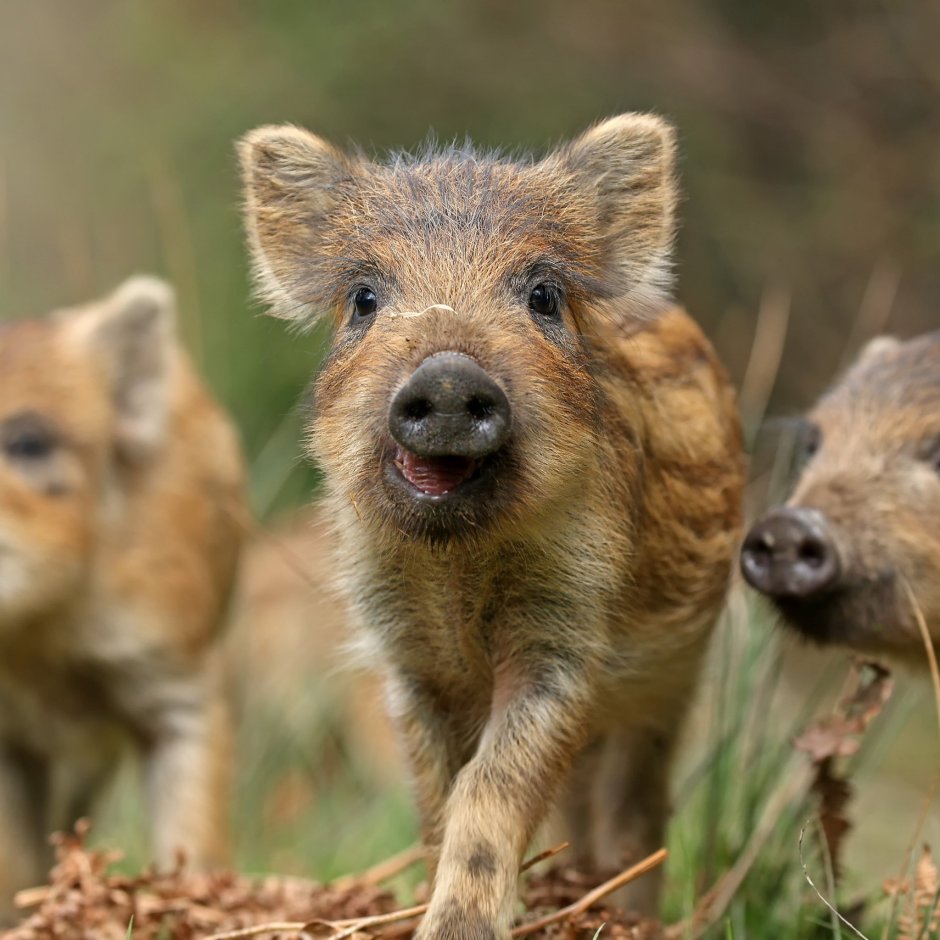 Кабанята полосатые