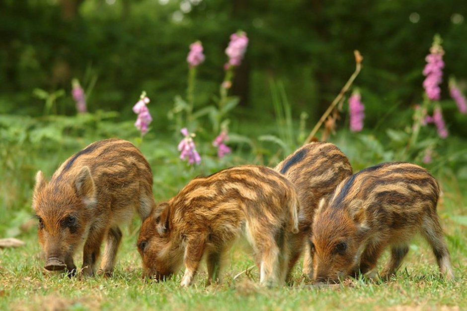 Битцевский парк кабаны