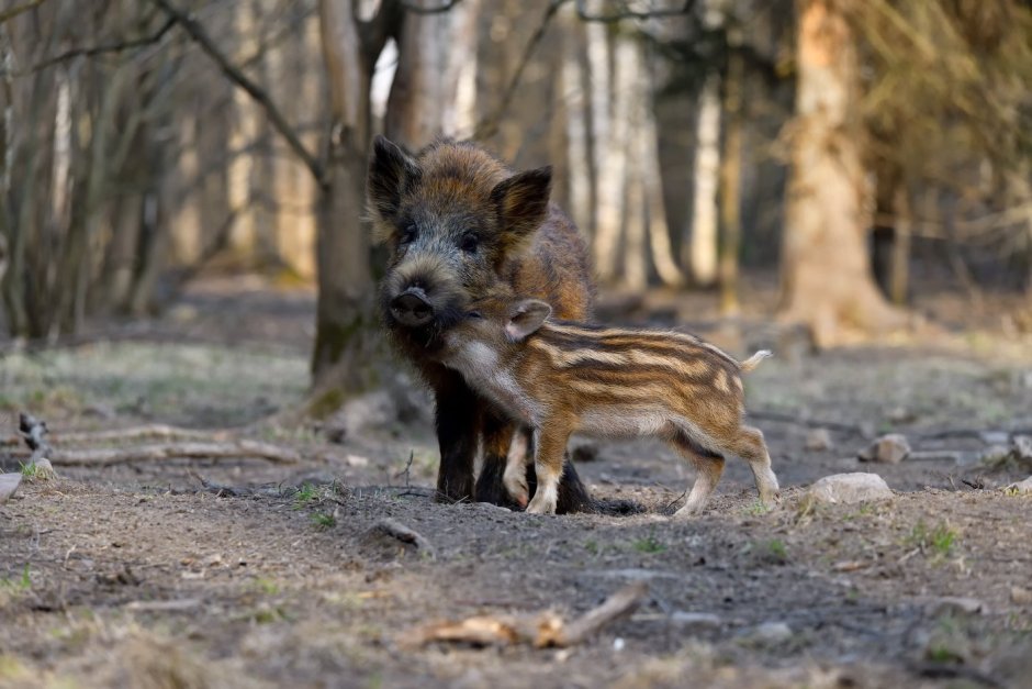 Дикий кабан зимой