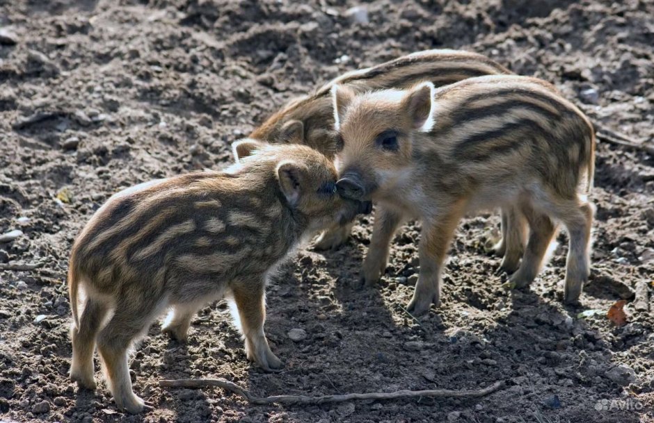 Кабаниха самка кабана