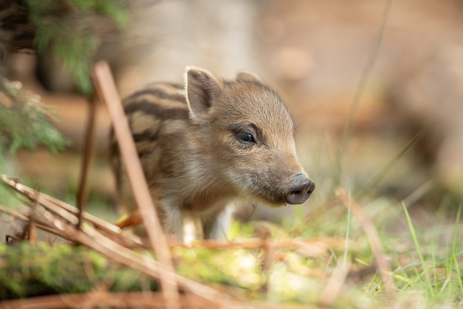 Кабанята полосатые