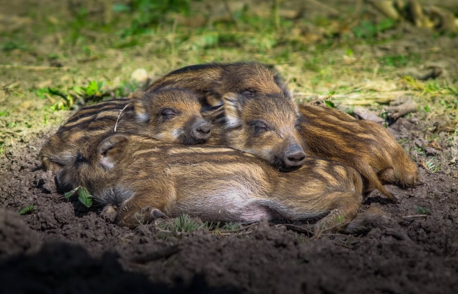 Маленькие Дикие кабанята