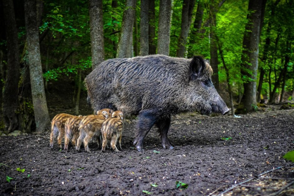 Кабан кабаниха и кабаненок