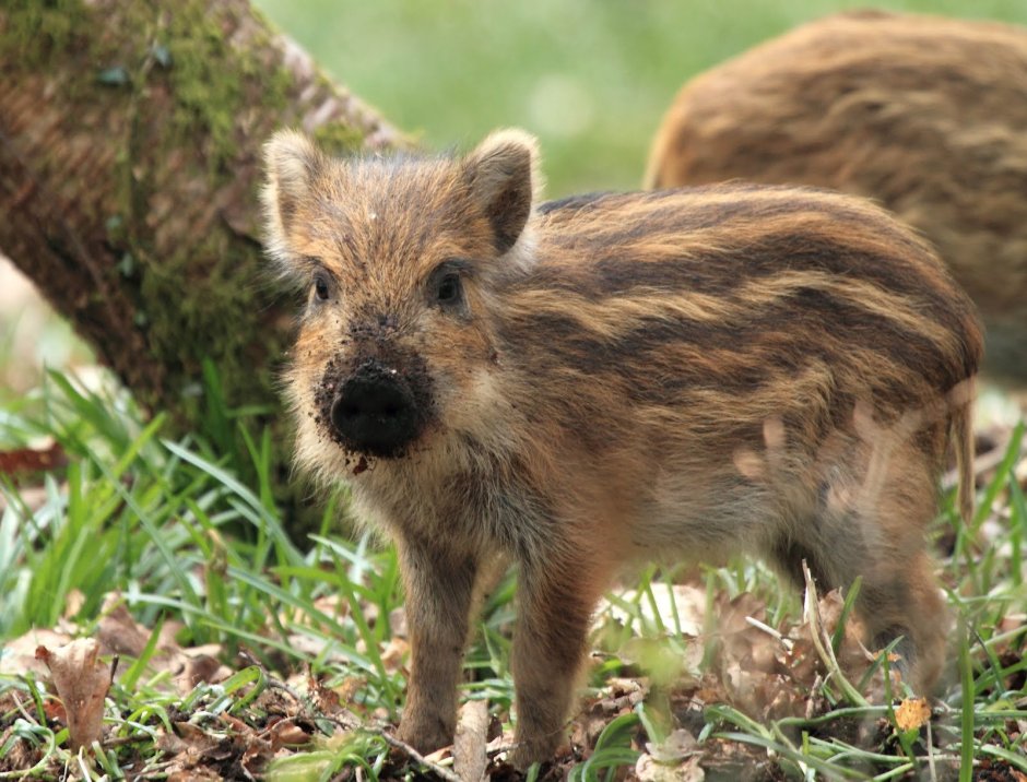 Кабанята полосатые