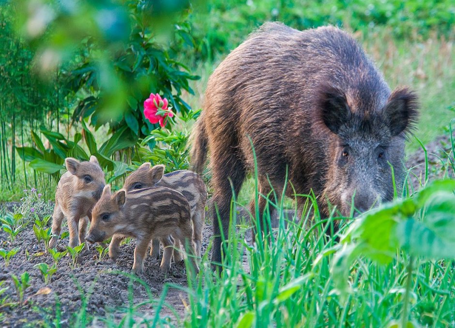 Кабан и кабаниха