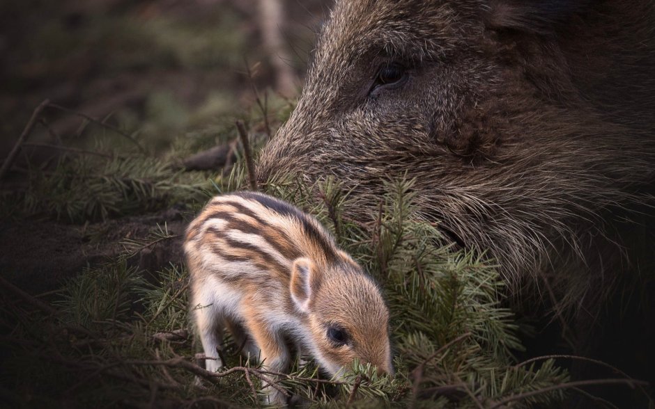 Маленькие Дикие кабанята