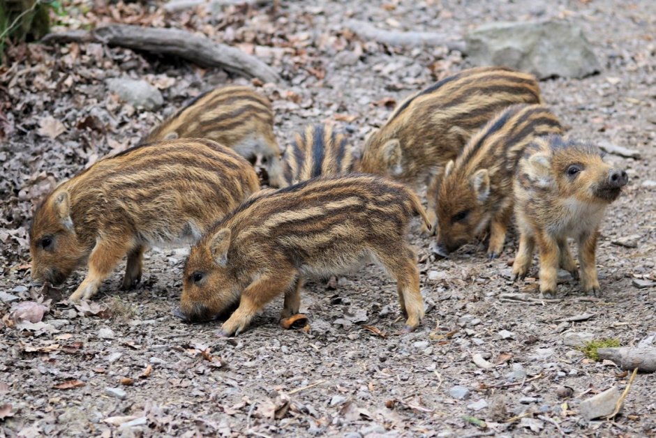 Кабан с кабанятами