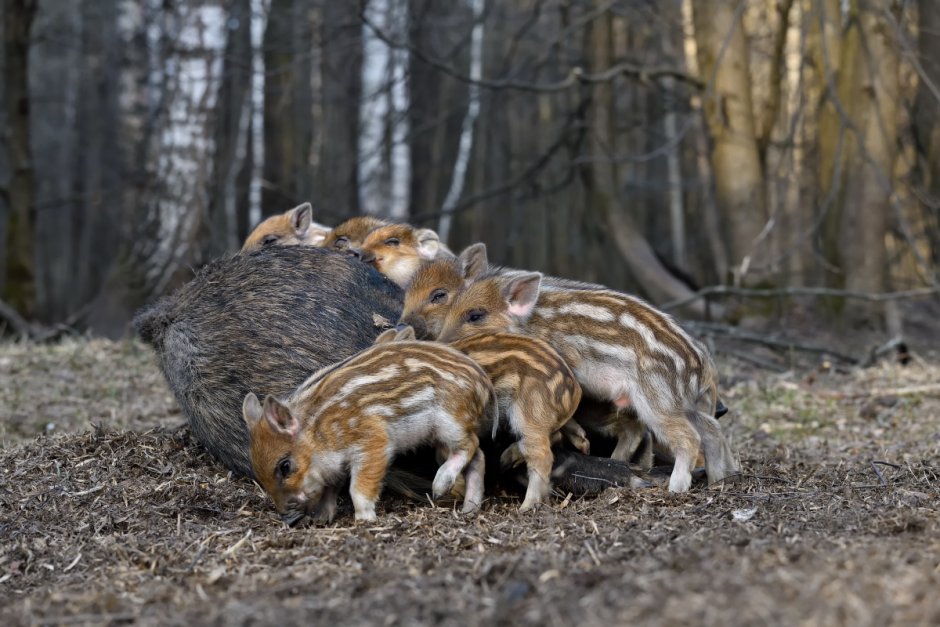 Кабан секач маленький