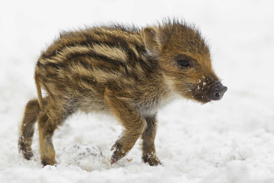Кабанята полосатые