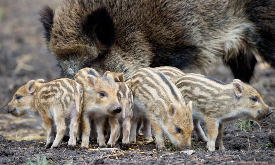 Кабанята бегают