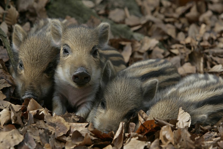 Поросенок кабана