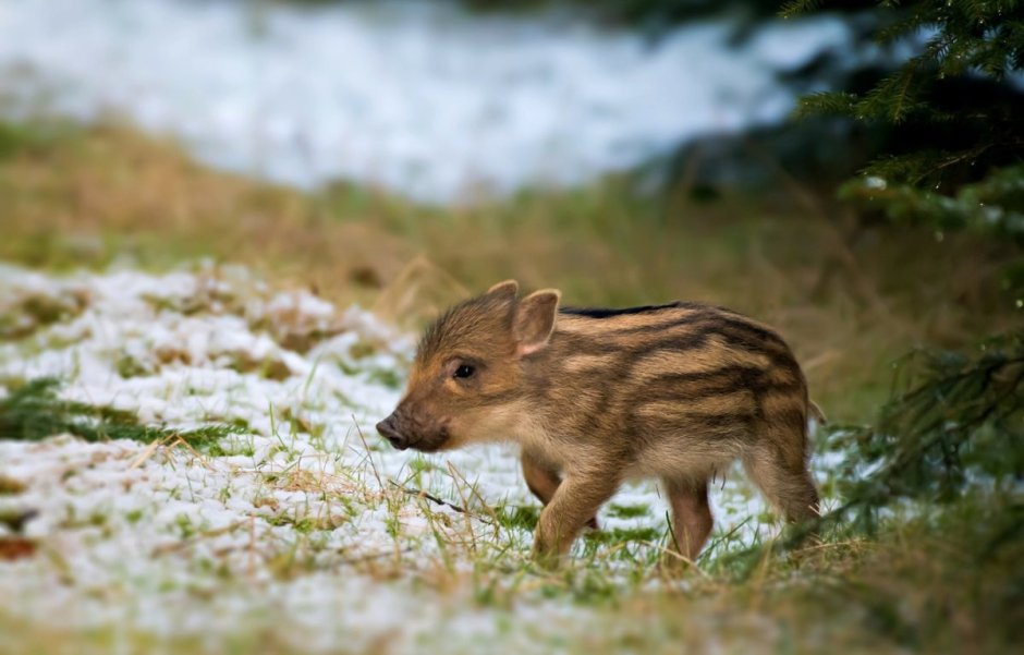 Лесной кабанчик маленький фото и описание