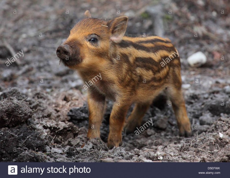 Маленький Лесной кабанчик