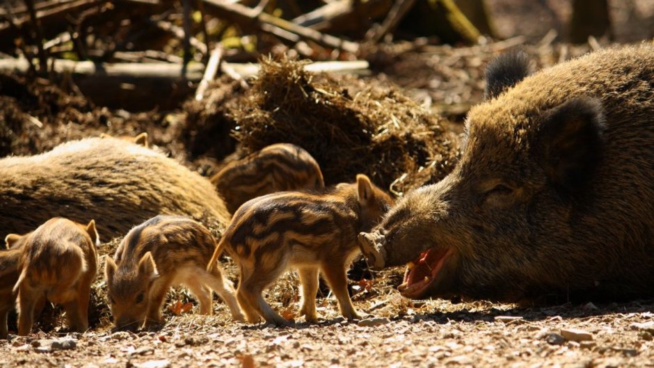 Кабаны в Самарской области