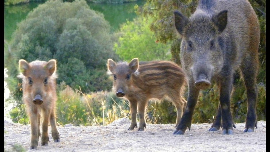 Животное 108