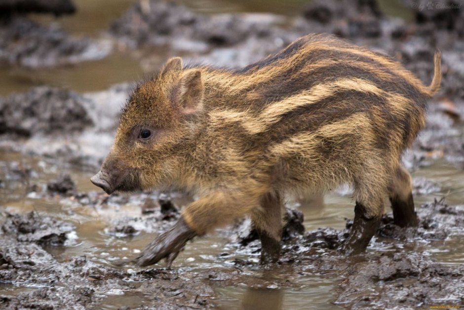 Дикие кабанчики полосатые