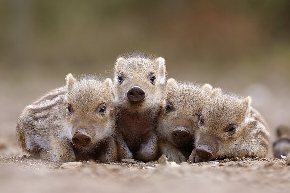 Поросята диких Кабанов