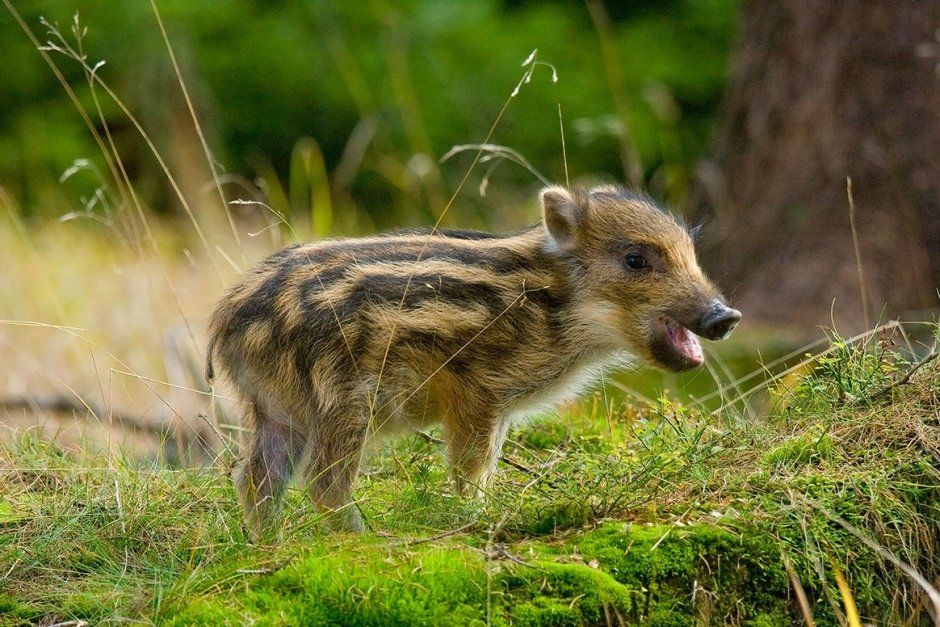 Маленькие Детеныши животных