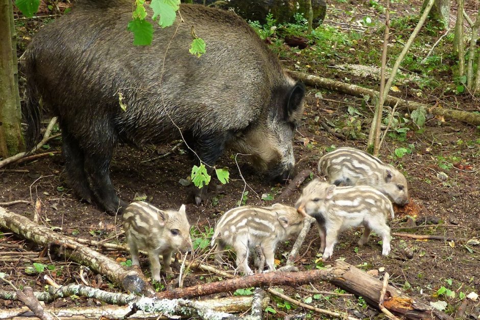 Молодые кабаны