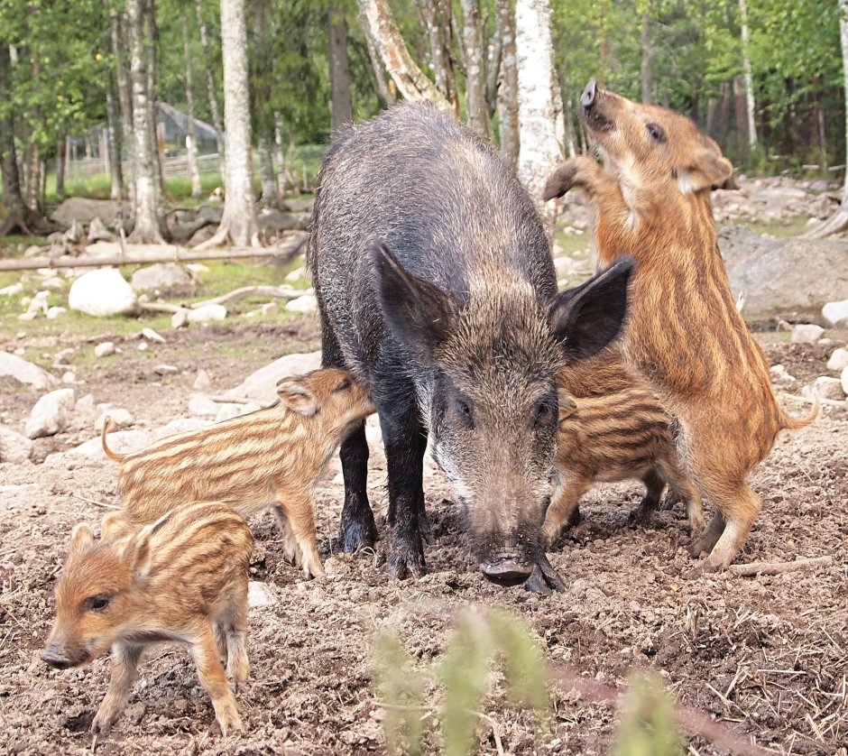 Кабанята Геншин