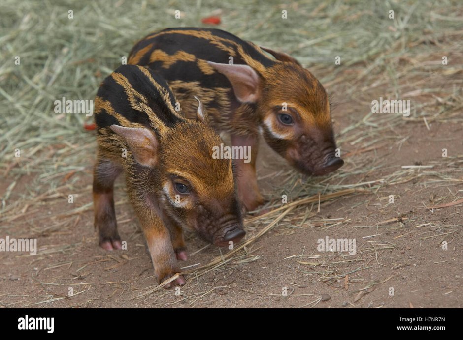 Кабаниха с кабанятами