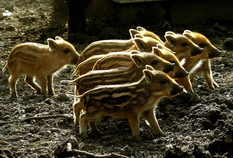 Полосатая окраска поросят кабана