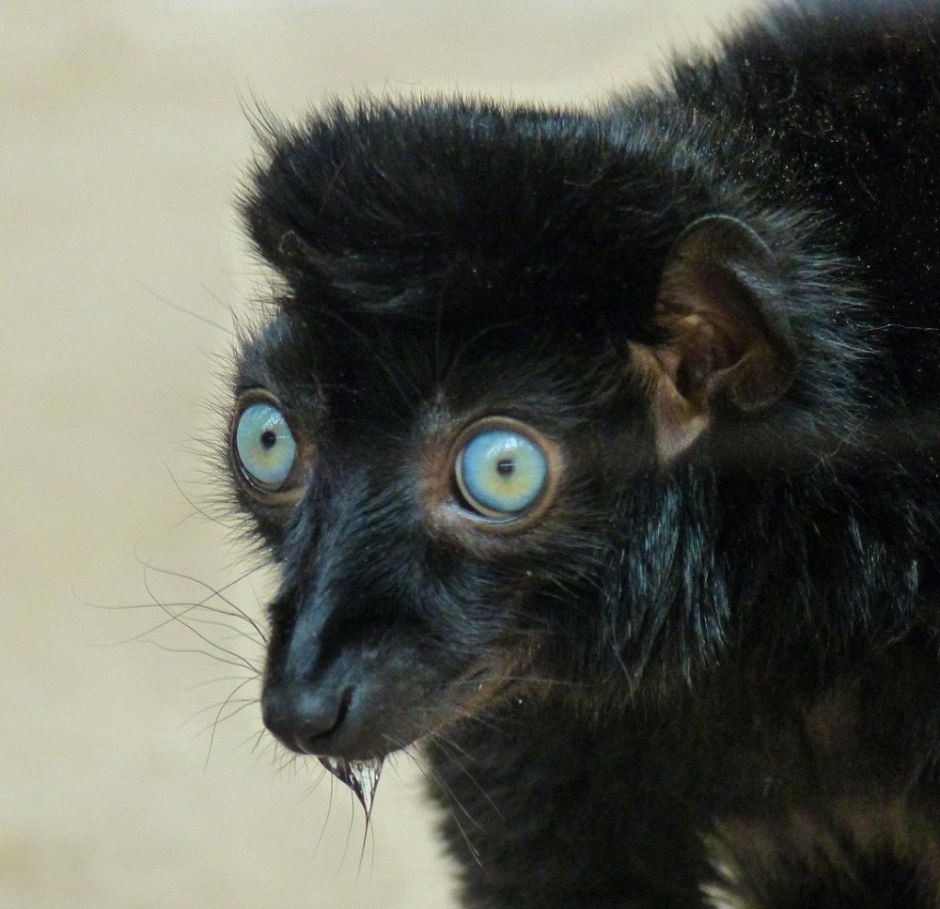 Eulemur flavifrons