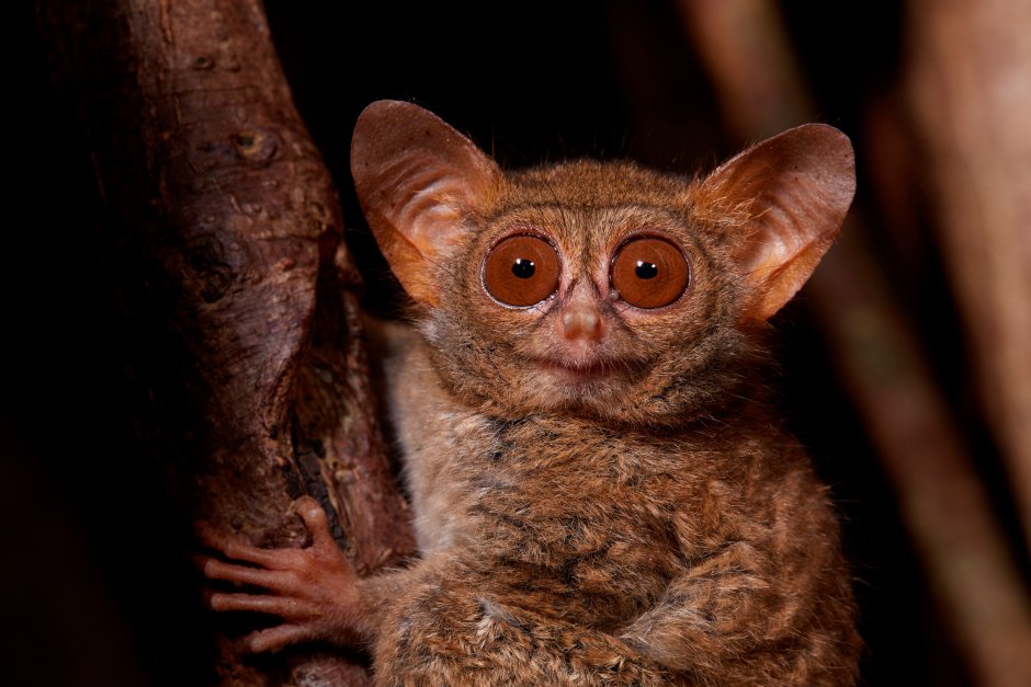 Tarsier перевод