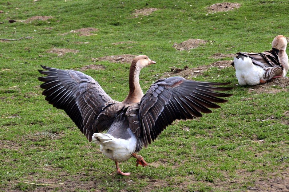 Untitled Goose game Гусь с ножом