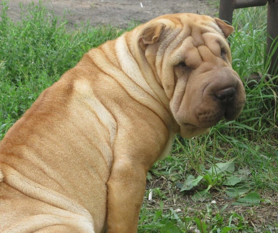 Немецкий шарпей