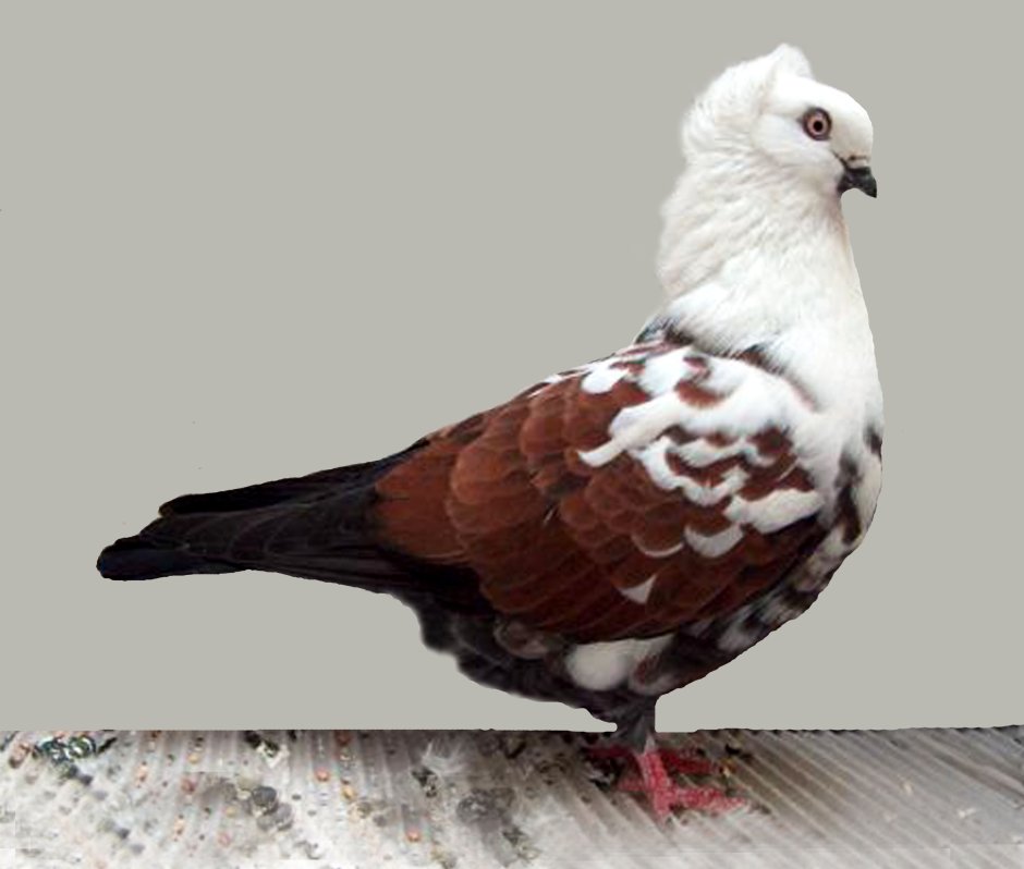 Английский короткоклювый Турман