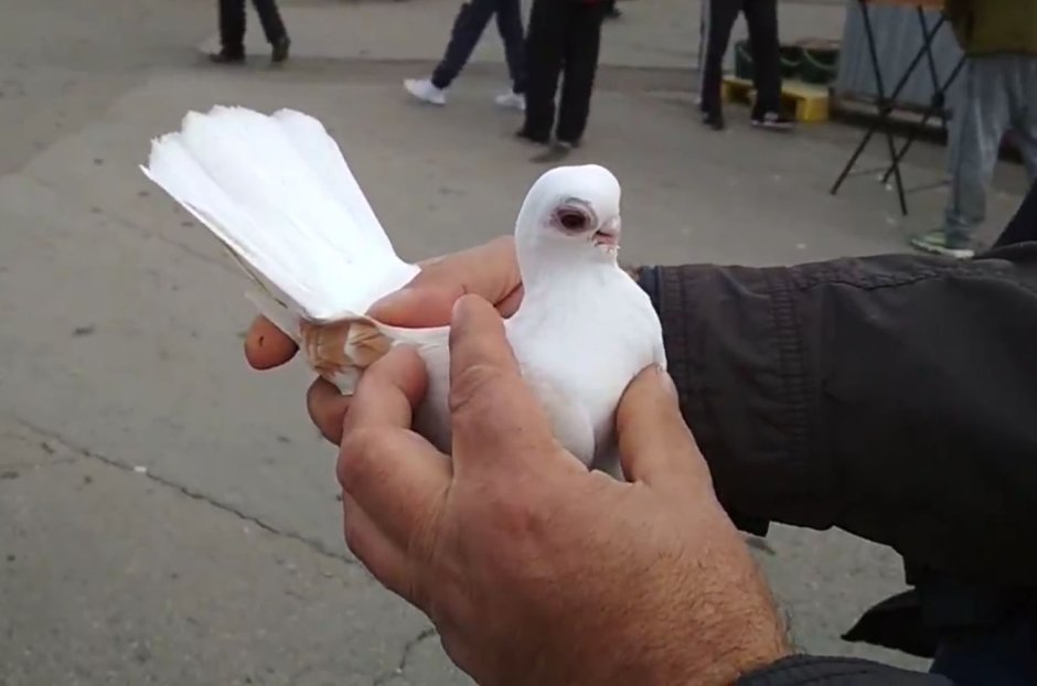 Берлинский короткоклювый Турман