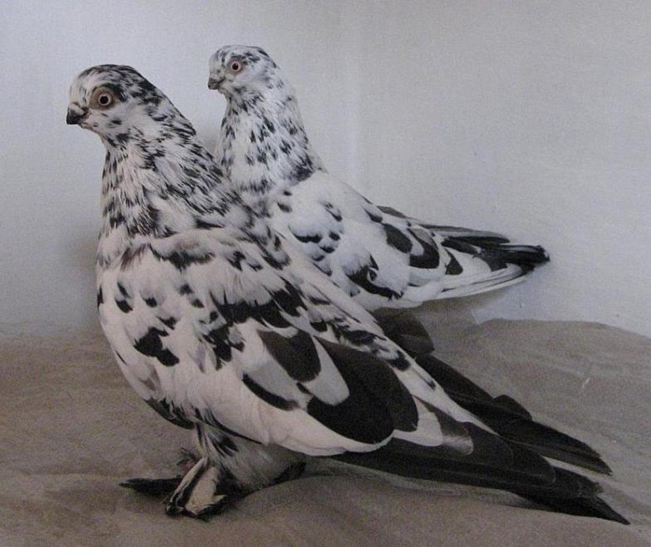 Иранские бойные голуби