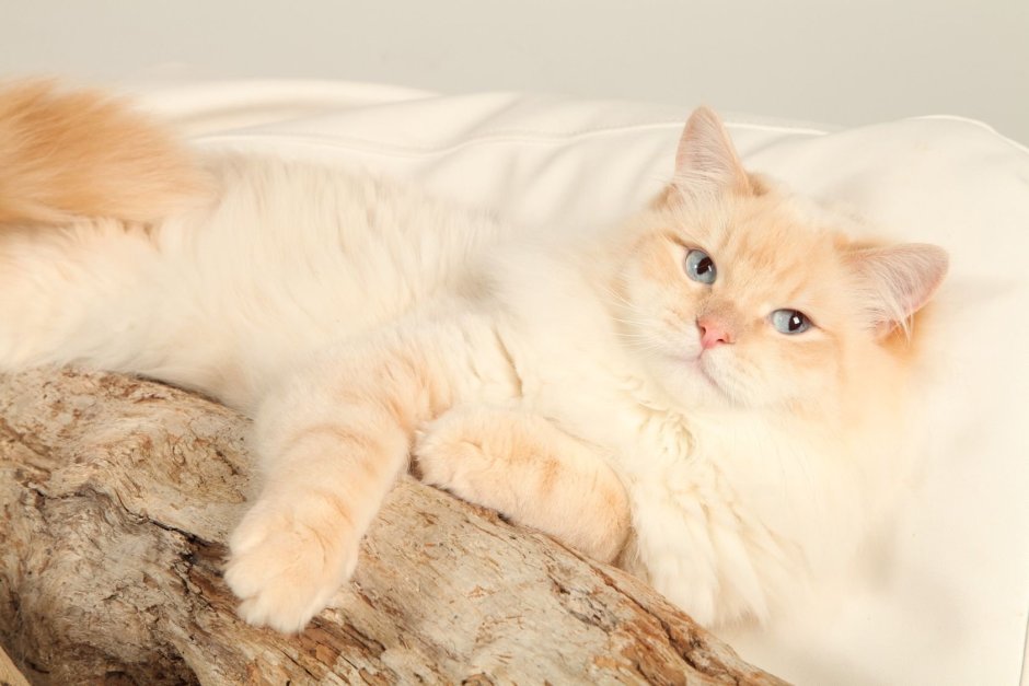 Шотландская вислоухая кошка
