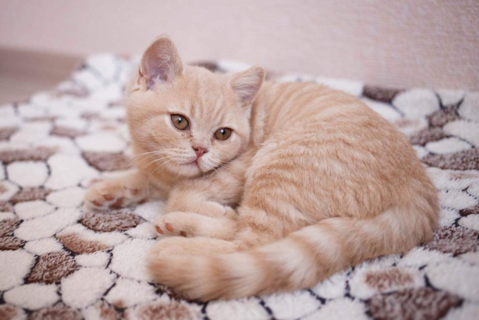 Скоттиш страйт кот рыжий