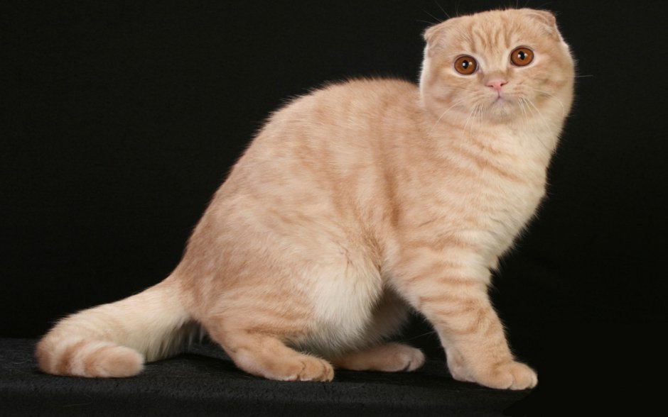 Скоттиш фолд фавн