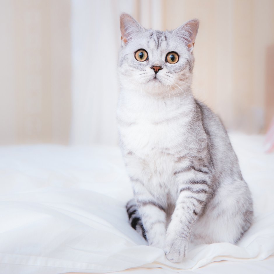 Шотландский скоттиш страйт белый
