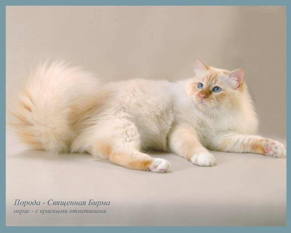 Персиковый шотландский кот прямоухий