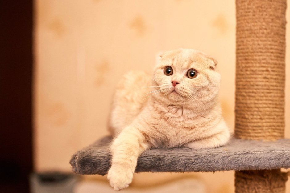 Шотландский вислоухий скоттиш фолд персиковый