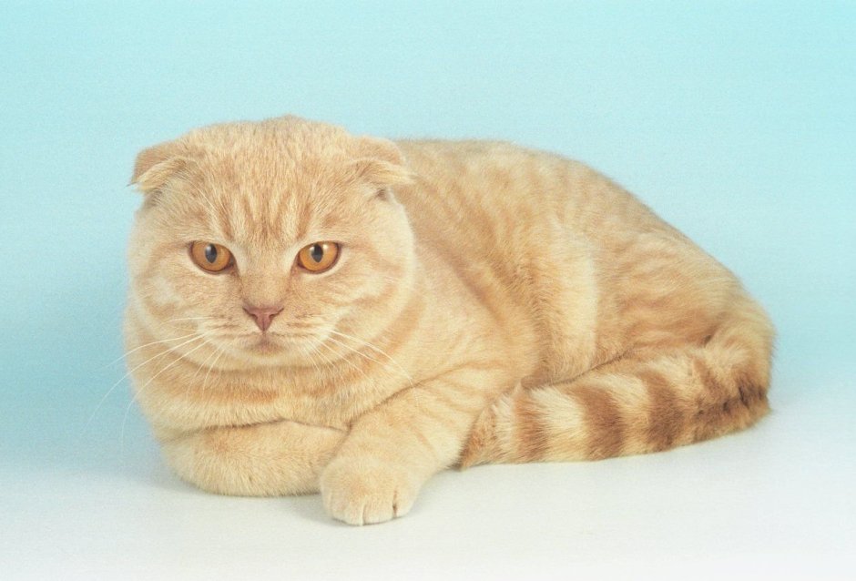 Шотландская вислоухая кошка рыжая