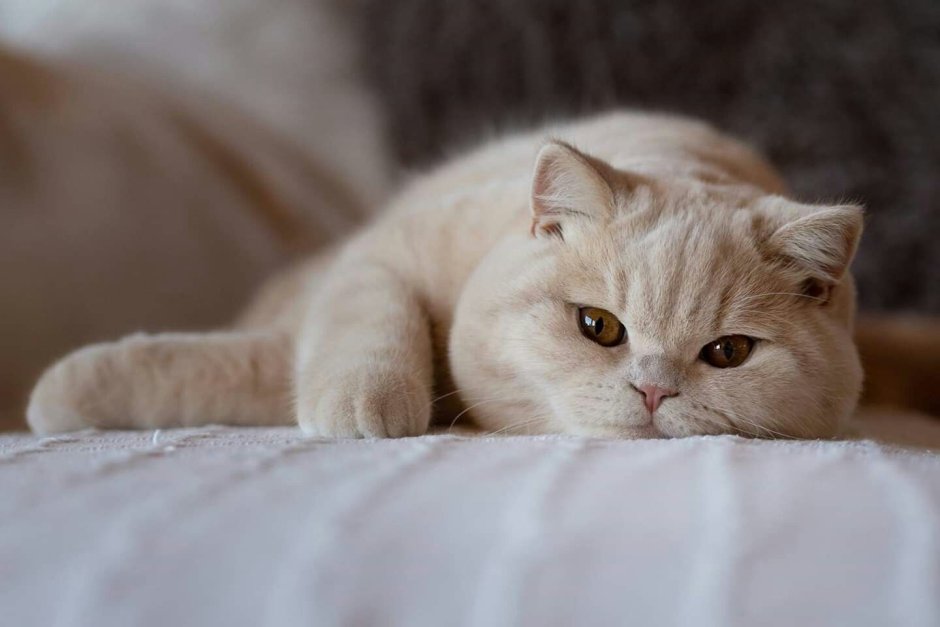 Кот британец кремовый